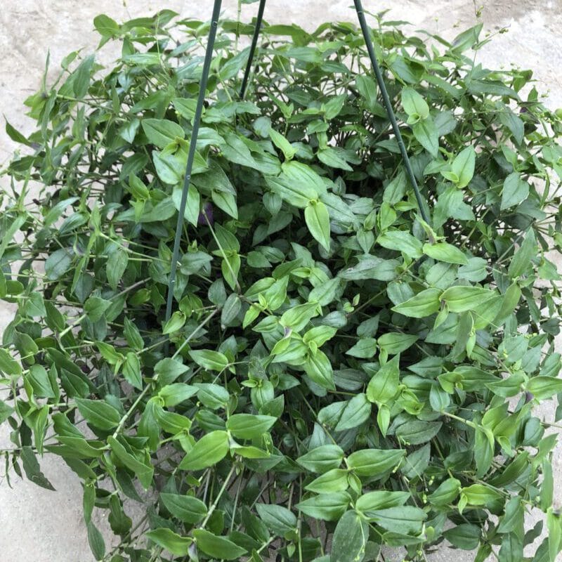 Bridal Veil Basket Sell Farms & Greenhouses