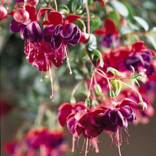 Fuchsia Hanging Baskets Sell Farms & Greenhouses